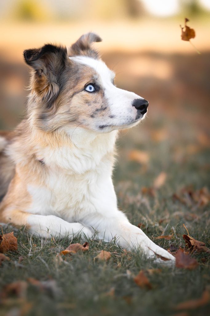Chiens pris en photos à l'automne dans les feuilles mortes