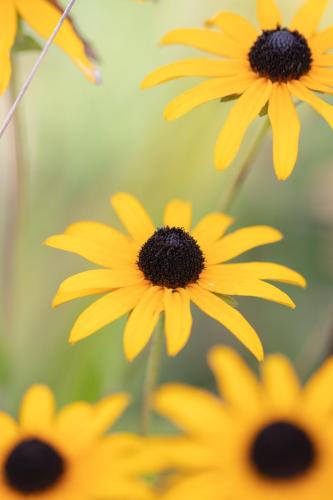Marine-FERET-Fleurs-jaunes