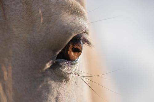 cheval-portrait-Marine-Feret