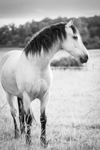 Cheval-portrait-Marine-Feret