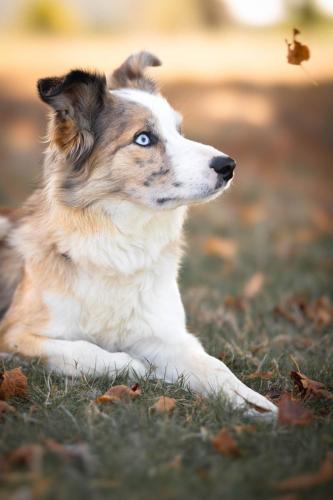 Chien-automne -feuilles mortes-marine-Feret