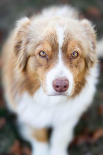 portrait-chien-marine-Feret