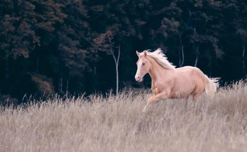 cheval-galop-Marine-FERET