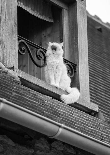 chat-marine-feret