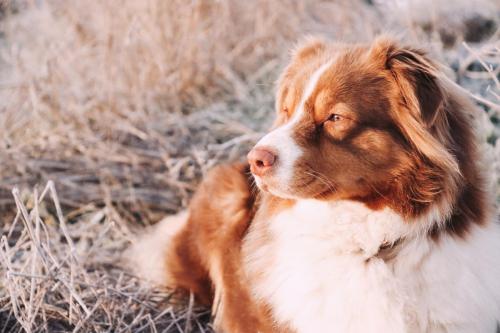 chien-gelée-givre-Marin-Feret