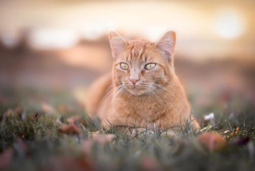 portrait-chat-marine-feret