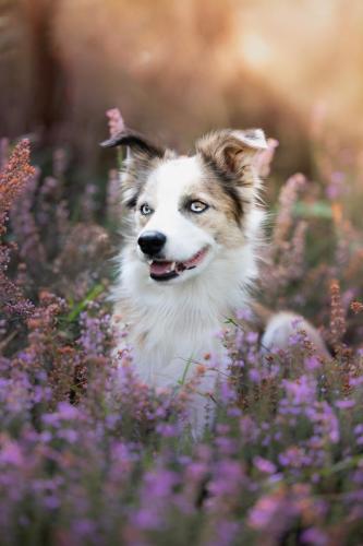 portrait chien